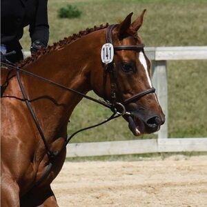 Cob Sized Standing Martingale